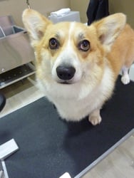 ロビンちゃん❤