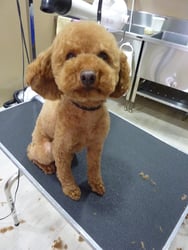 ショコラちゃん❤