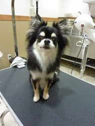 シェヴァちゃん❤