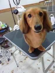 ロックちゃん❤