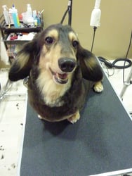 チョコちゃん❤