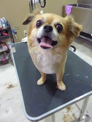 サクラちゃん❤