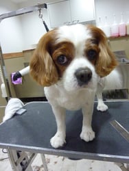 むさしちゃん❤