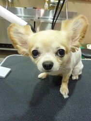 つくしちゃん❤