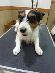 ジャックちゃん❤