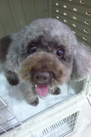 ピースちゃん❤