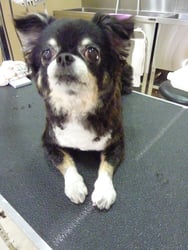 キララちゃん❤