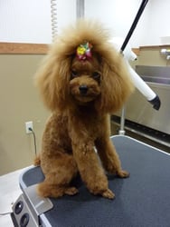 ぐりこちゃん❤