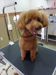 ココアちゃん❤