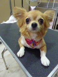 シリウスちゃん❤