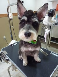 ぎんじろうちゃん❤