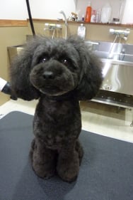 ミントちゃん❤