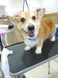 マッシュちゃん❤