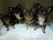 （左から）ブラウニーちゃん、ネロちゃん、ラテちゃん、シナモンちゃん❤