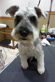 リッキーちゃん❤