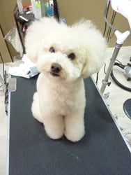 マロンちゃん❤