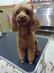 ここあちゃん❤