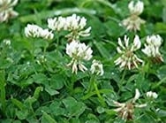 Dutch White Clover (Trifolium repens)