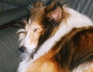 Yoshy's pet dog, Erie