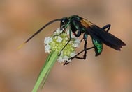 Genre Pepsis / Barrage de petit saut / Guyane / Pollinisateur Brassia/ taille 5 a 7 cm de long