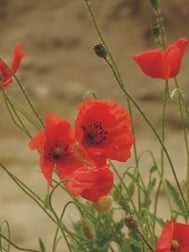 maki fot. Anna Gieracka