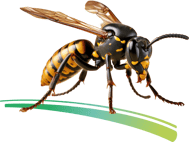 Guêpes