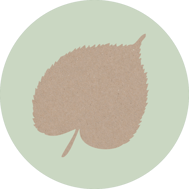 linde-horoskop-baum-uebersicht