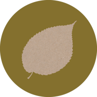 ulme-horoskop-baum-uebersicht