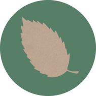 hainbuche-horoskop-baum-uebersicht