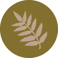 eberesche-horoskop-baum-uebersicht