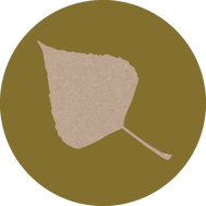 pappel-horoskop-baum-uebersicht