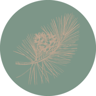 kiefer-horoskop-baum-uebersicht