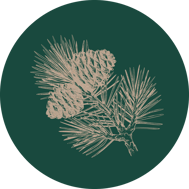 zeder-horoskop-baum-uebersicht