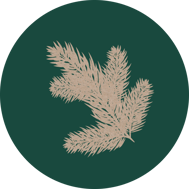 tannenbaum-tanne-horoskop-baum-uebersicht