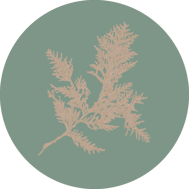 zypresse-horoskop-baum-uebersicht