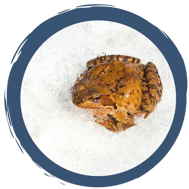 Winterstarre oder Kältestarre