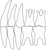 上下顎とも良い発育で浅い前歯の噛み合わせ