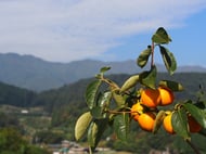 　高森山の恩恵　　　　　　この奥に中央アルプスが