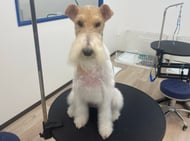プラッキングしたワイヤーフォクステリア