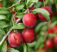 Kirschpflaumen (Myrobalane)