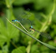 Azurjungfern machen Hochzeit