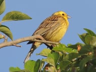 Goldammer in den Magertriften