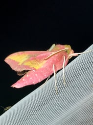 Kleiner Weinschwärmer (Nachtfalter)