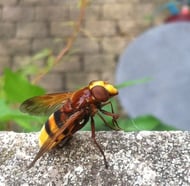 Hornissenschwebfliege, ca. 2 cm