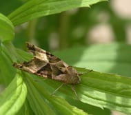 Achateule (Nachtfalter)