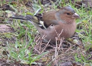 Buchfink auf Futtersuche