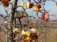 Vogelfutter im eisigen Februar