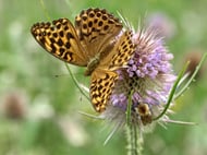 Kaisermantel (weibl.)