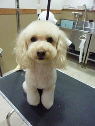 ショコラちゃん❤