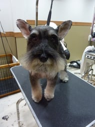 マロンちゃん❤